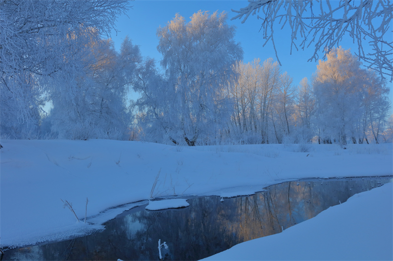 Xinjiang : un magnifique paysage de givre apparaît dans le Parc forestier national de la forêt de Baihua à Habahe