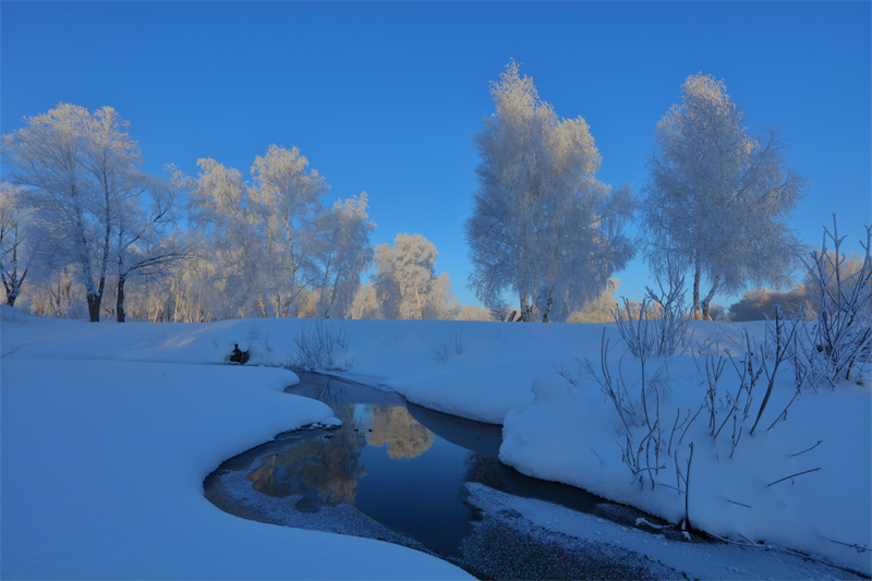 Xinjiang : un magnifique paysage de givre apparaît dans le Parc forestier national de la forêt de Baihua à Habahe