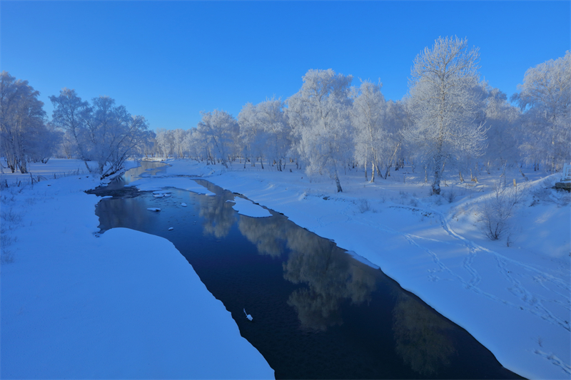 Xinjiang : un magnifique paysage de givre apparaît dans le Parc forestier national de la forêt de Baihua à Habahe