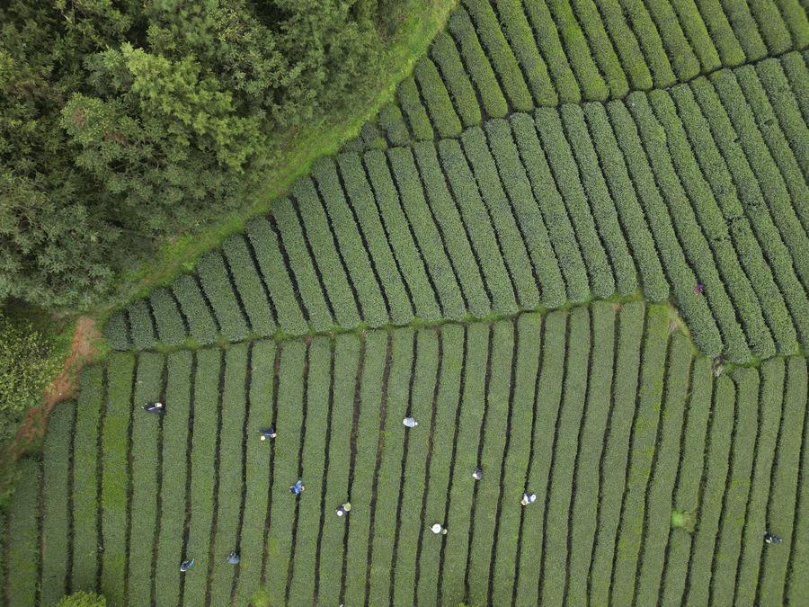 Photo aérienne d'agriculteurs cueillant du thé dans une plantation de thé du village d'Erlong, dans le district de Yuqing de la ville de Zunyi, dans la province chinoise du Guizhou (sud-ouest), le 5 avril 2024. (Photo : He Chunyu)