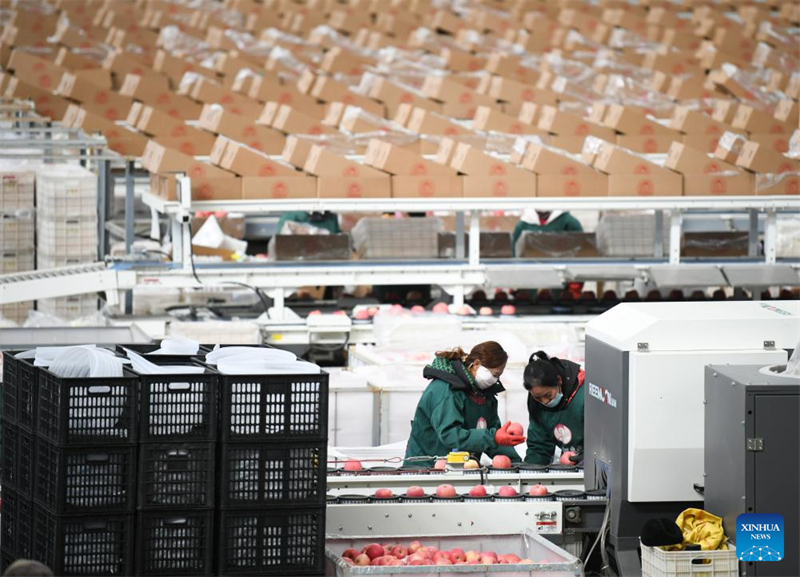 Shaanxi : le comté de Luochuan entre dans la haute saison des ventes de pommes