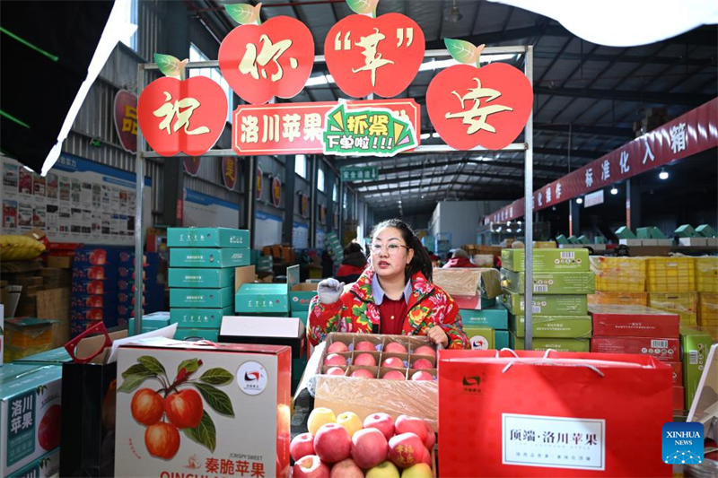 Shaanxi : le comté de Luochuan entre dans la haute saison des ventes de pommes