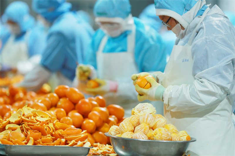 Hubei ：le traitement des oranges navel bat son plein à Yichang