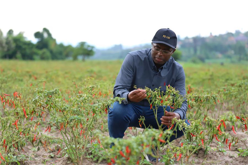 Herman Uwizeyimana, un cultivateur de piments rwandais pionnier titulaire d'un doctorat en écologie de l'Académie chinoise des sciences, vérifie la croissance des piments dans un domaine à Kigali, au Rwanda, le 4 décembre 2024. (Ji Li / Xinhua)