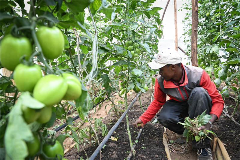 Un agriculteur local gère des tomates greffées dans une ferme de tomates du comté de Nakuru, au Kenya, le 23 octobre 2024. (Xinhua/Han Xu)