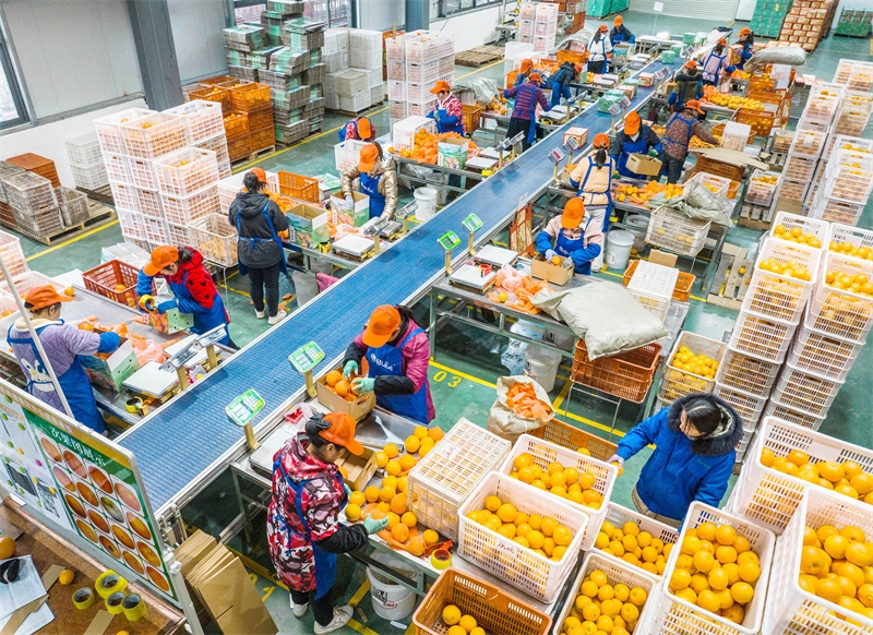 Hubei : la vente d'oranges fraîches bat son plein à Zigui