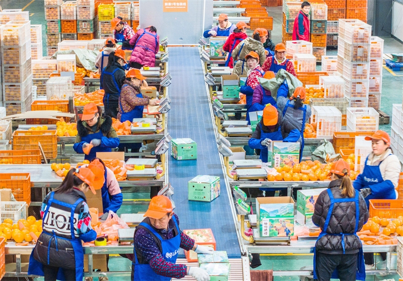 Hubei : la vente d'oranges fraîches bat son plein à Zigui