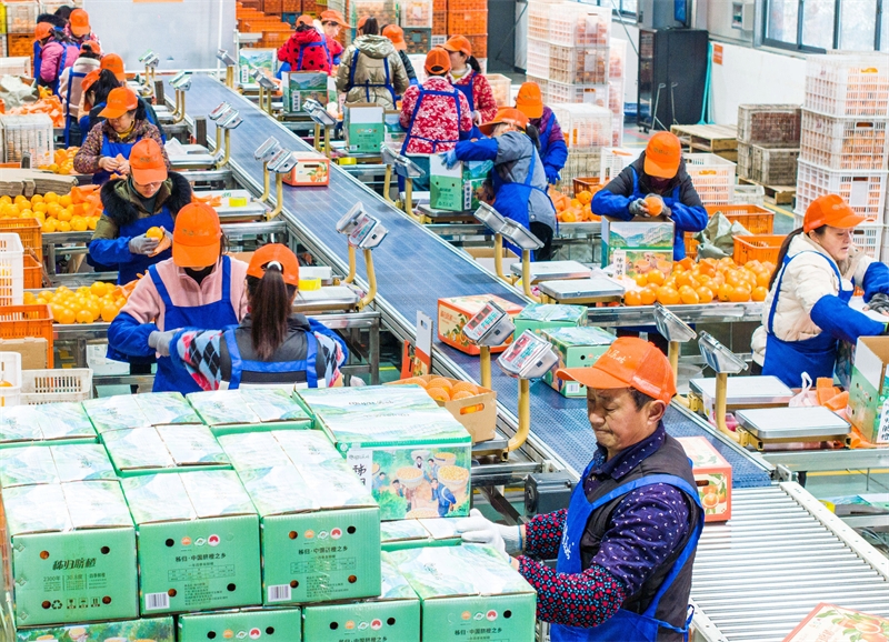 Hubei : la vente d'oranges fraîches bat son plein à Zigui