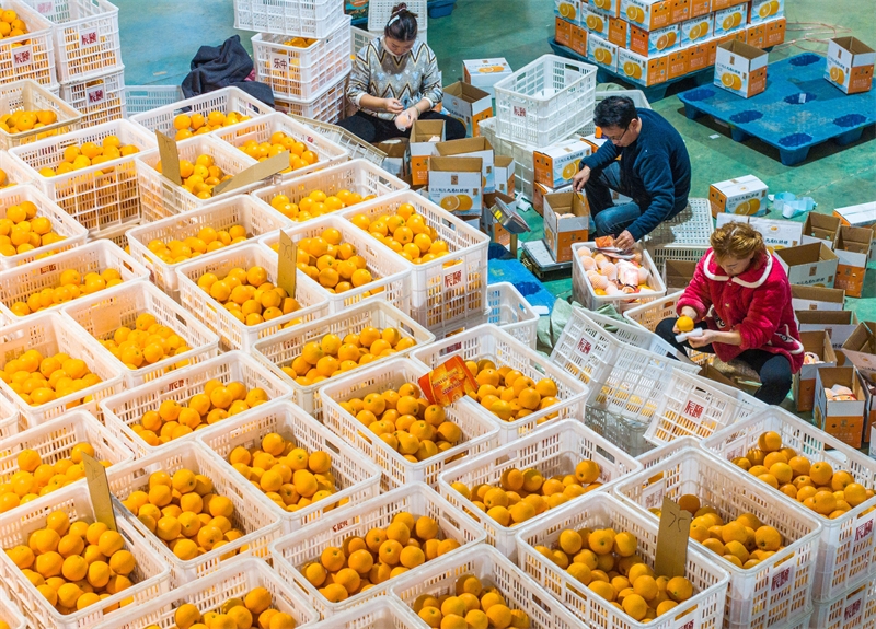 Hubei : la vente d'oranges fraîches bat son plein à Zigui