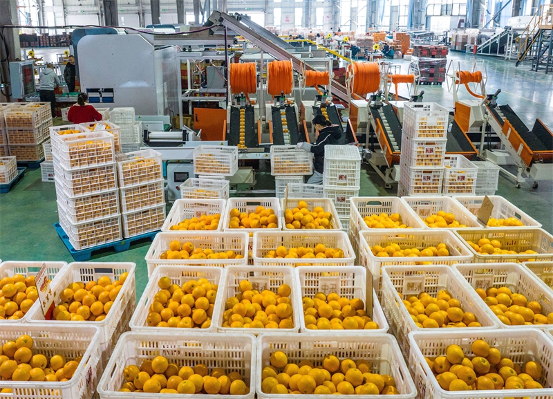 Hubei : la vente d'oranges fraîches bat son plein à Zigui