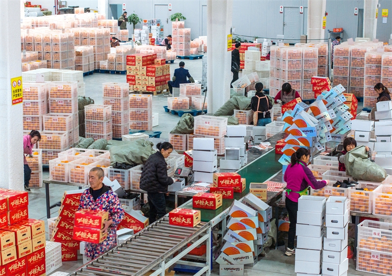 Hubei : la vente d'oranges fraîches bat son plein à Zigui