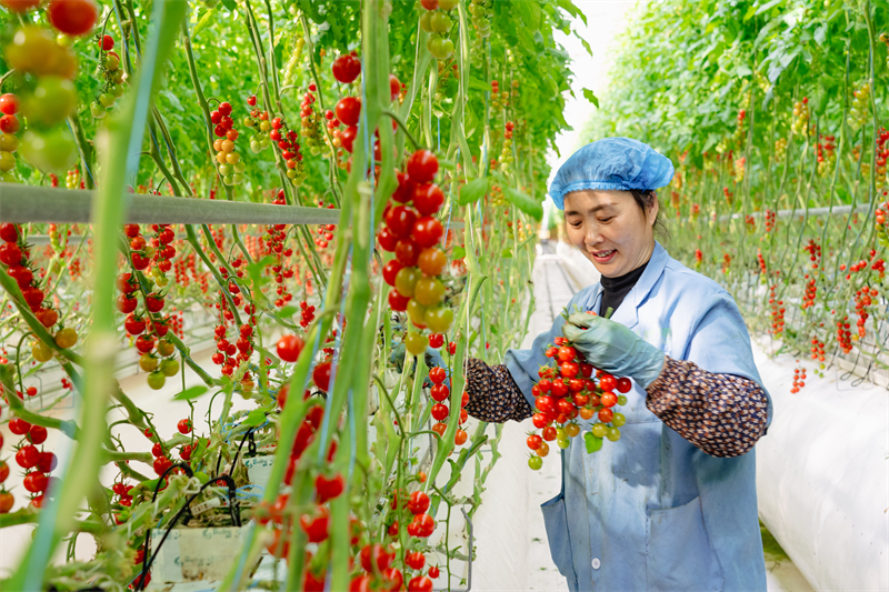 Jiangsu : la construction d'une agriculture écologique intelligente à Zhangjiagang