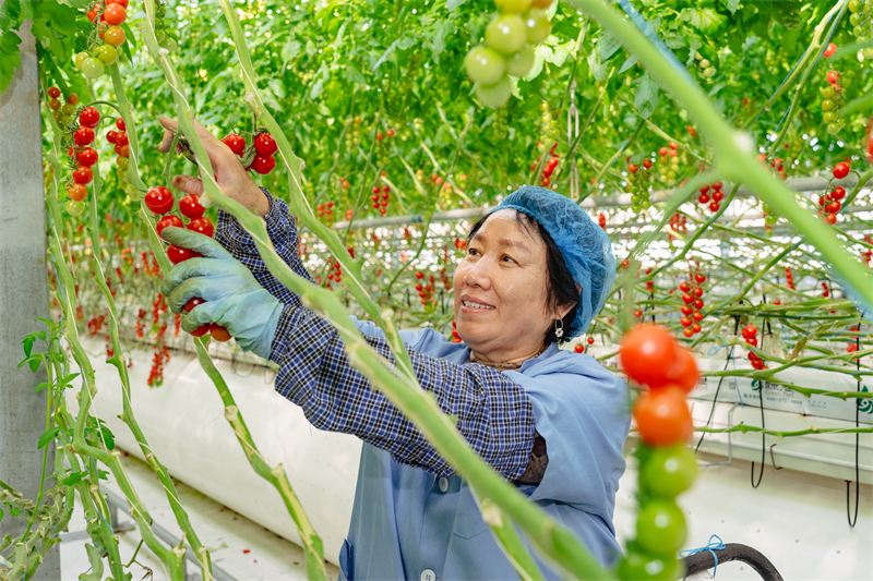 Jiangsu : la construction d'une agriculture écologique intelligente à Zhangjiagang