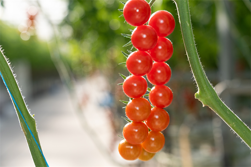 Jiangsu : la construction d'une agriculture écologique intelligente à Zhangjiagang