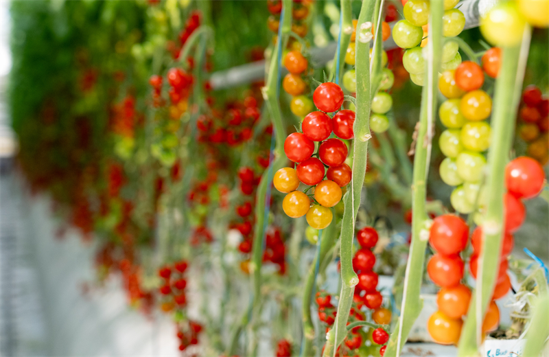 Jiangsu : la construction d'une agriculture écologique intelligente à Zhangjiagang