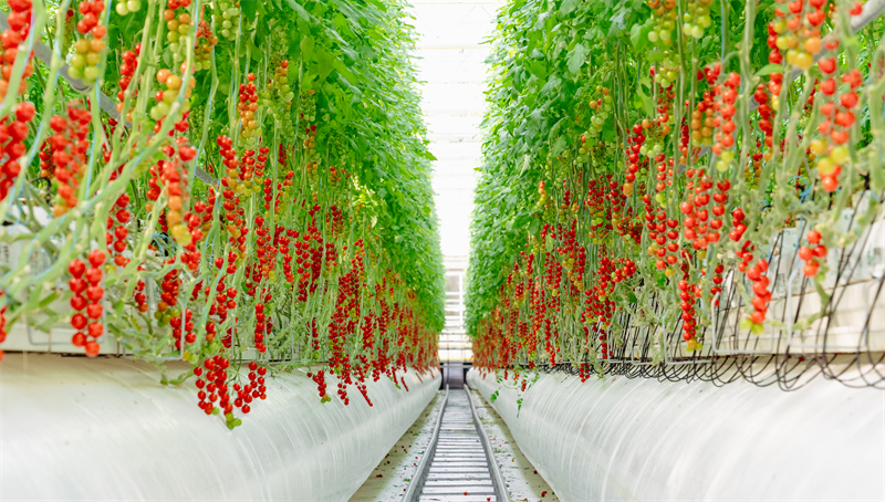 Jiangsu : la construction d'une agriculture écologique intelligente à Zhangjiagang