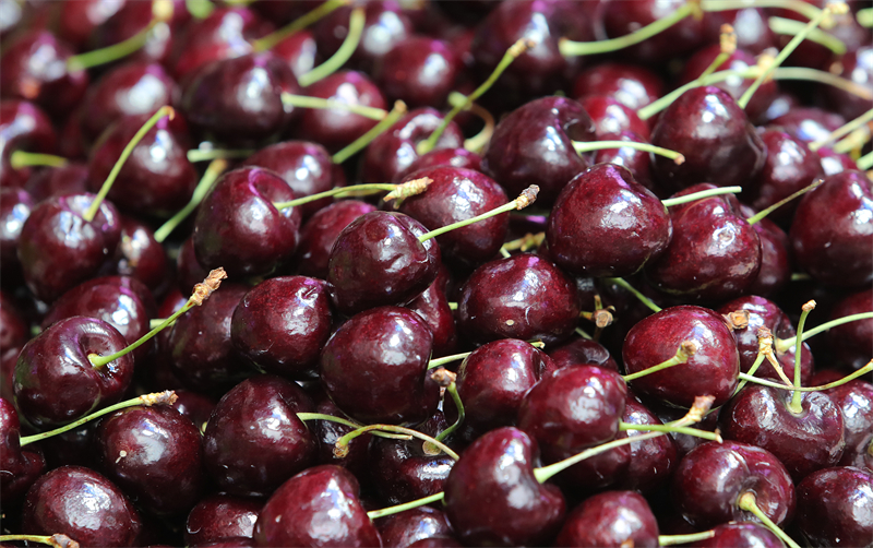 Comment les cerises du Chili bénéficient des grandes opportunités du marché ouvert de la Chine