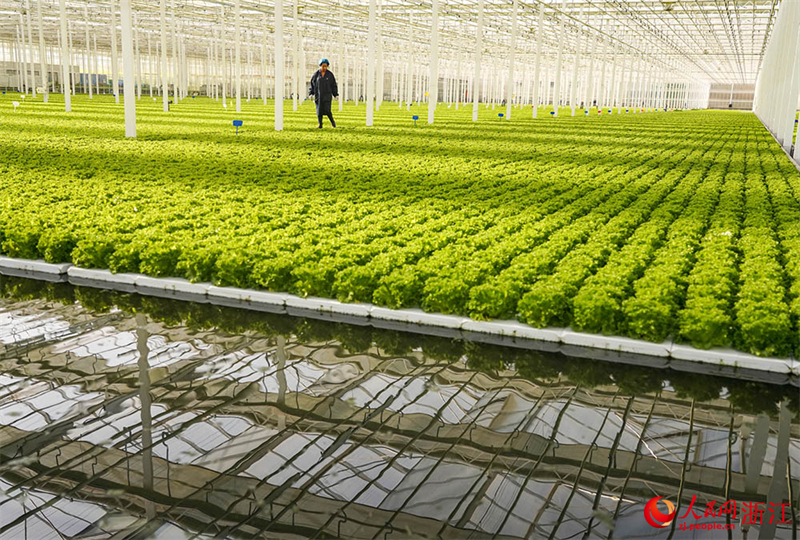 Zhejiang : à Jiaxing, l'agriculture intelligente assure la fourniture de « paniers de légumes » bio