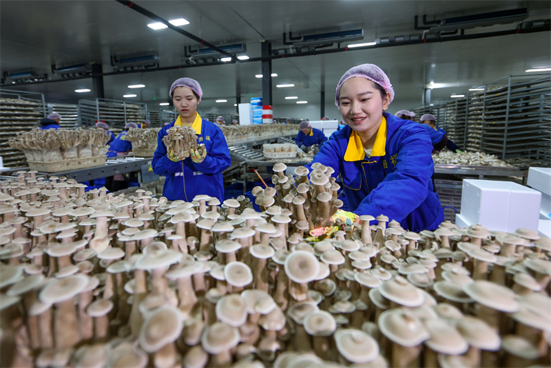 Guizhou: la production de champignons comestibles soutient l'emploi à Yuping