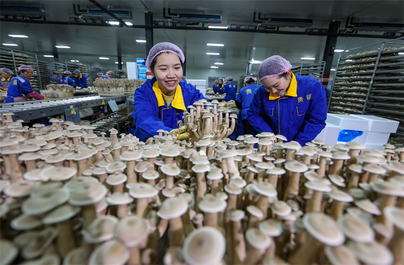 Guizhou: la production de champignons comestibles soutient l'emploi à Yuping