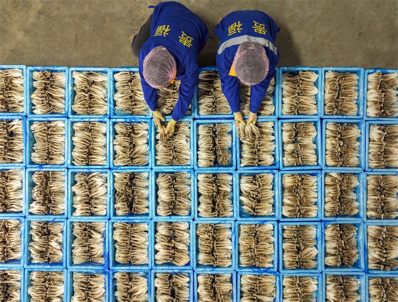 Guizhou: la production de champignons comestibles soutient l'emploi à Yuping