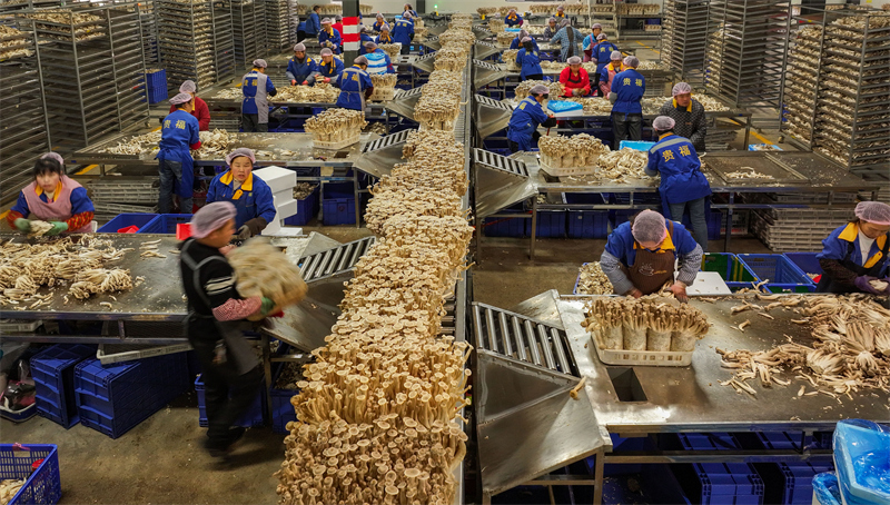 Guizhou: la production de champignons comestibles soutient l'emploi à Yuping