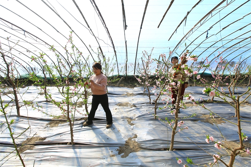 Gansu : à Jiayuguan, les travaux agricoles battent leur plein au début du printemps