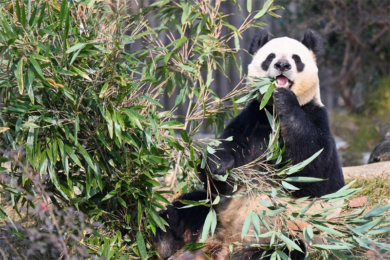 Des pandas géants mangent confortablement à la Base de recherche sur la reproduction des pandas géants de Chengdu, capitale de la province du Sichuan (sud-ouest de la Chine). (Chen Yusheng / Pic.people.com.cn)