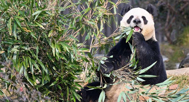 Venez voir les pandas dans le Sichuan et faites l'expérience d'un voyage écologique unique