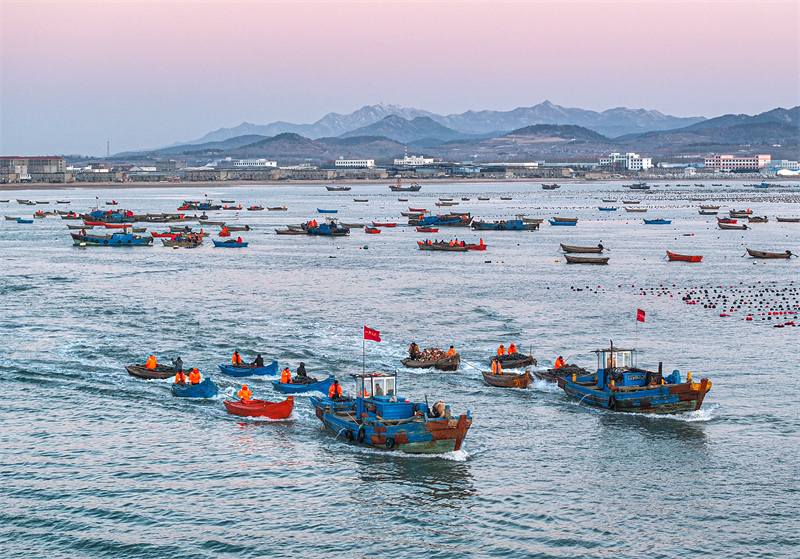 Shandong : les opérations d'aquaculture en mer battent leur plein à Rongcheng