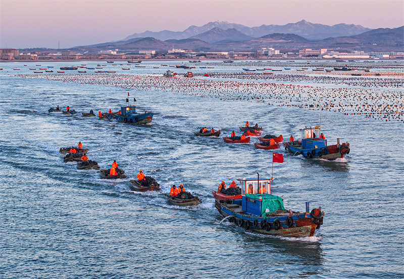 Shandong : les opérations d'aquaculture en mer battent leur plein à Rongcheng