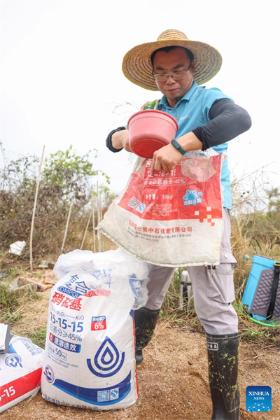 Hainan : un chercheur de Qingdao travaille à la culture d'un riz résistant au sel et aux alcalis