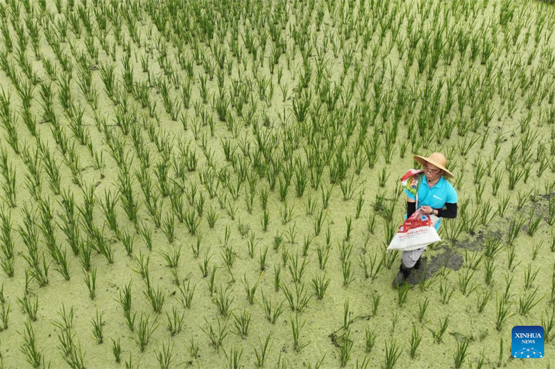 Hainan : un chercheur de Qingdao travaille à la culture d'un riz résistant au sel et aux alcalis