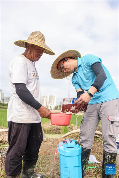 Hainan : un chercheur de Qingdao travaille à la culture d'un riz résistant au sel et aux alcalis