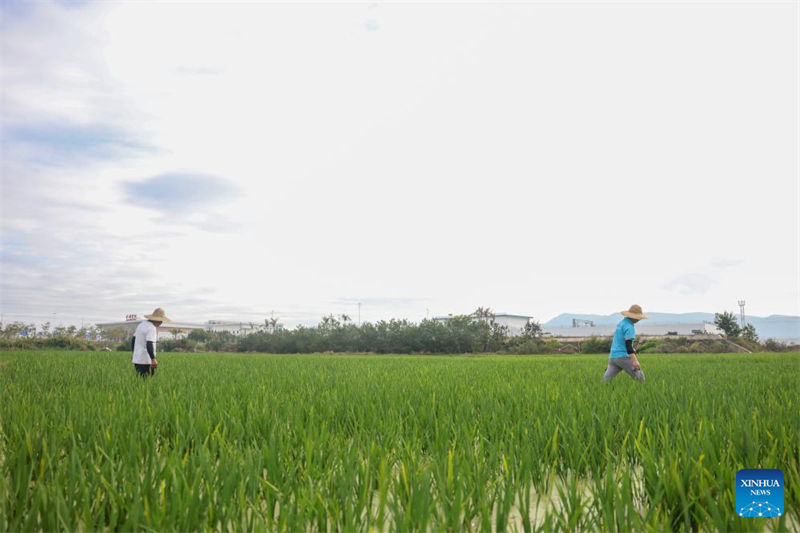 Hainan : un chercheur de Qingdao travaille à la culture d'un riz résistant au sel et aux alcalis