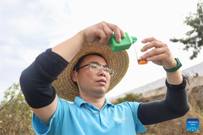 Hainan : un chercheur de Qingdao travaille à la culture d'un riz résistant au sel et aux alcalis