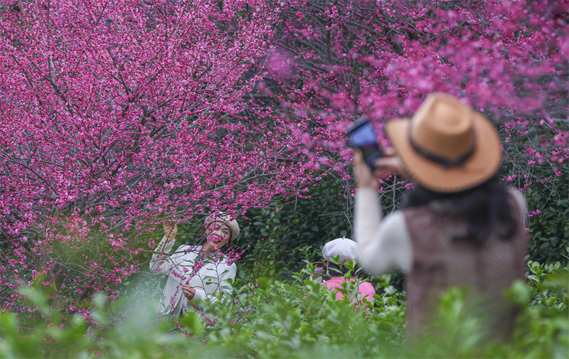 Zhejiang : les pruniers en fleurs se combinent aux jardins de thé pour offrir un magnifique paysage à Yongjia