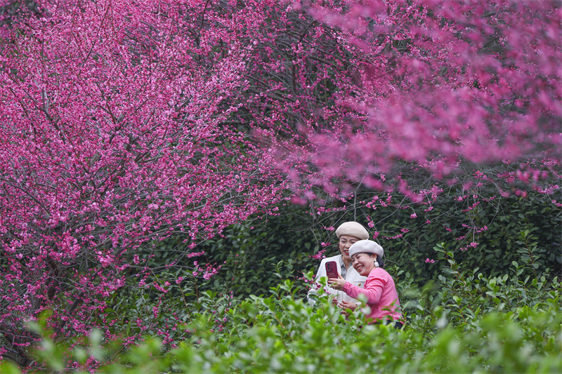 Zhejiang : les pruniers en fleurs se combinent aux jardins de thé pour offrir un magnifique paysage à Yongjia