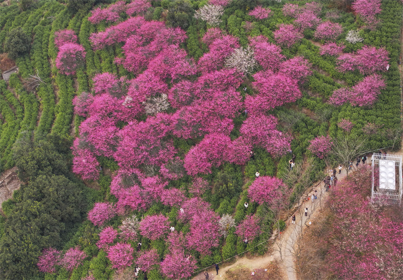 Zhejiang : les pruniers en fleurs se combinent aux jardins de thé pour offrir un magnifique paysage à Yongjia