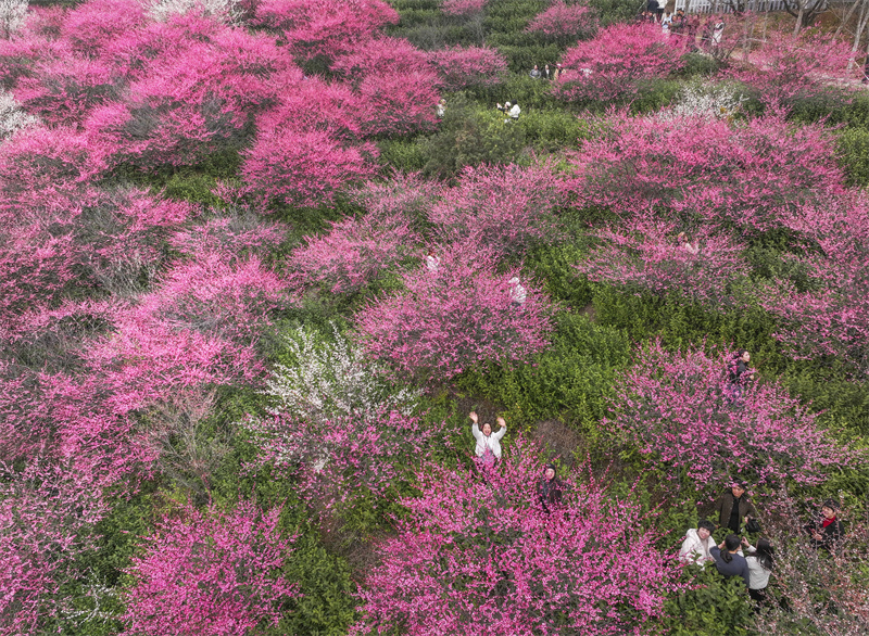 Zhejiang : les pruniers en fleurs se combinent aux jardins de thé pour offrir un magnifique paysage à Yongjia