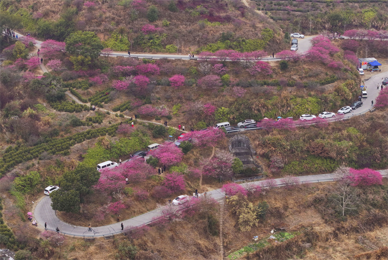 Zhejiang : les pruniers en fleurs se combinent aux jardins de thé pour offrir un magnifique paysage à Yongjia