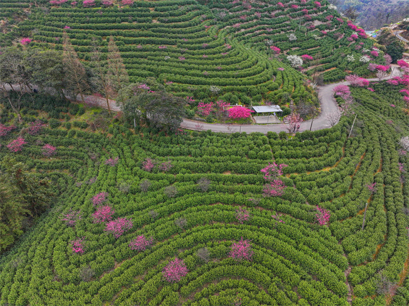 Zhejiang : les pruniers en fleurs se combinent aux jardins de thé pour offrir un magnifique paysage à Yongjia