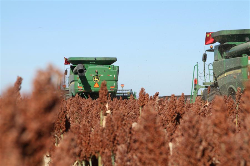 Des ouvriers agricoles travaillent dans des champs de sorgho dans une ferme du groupe Beidahuang dans la province du Heilongjiang (nord-est de la Chine), le 3 octobre 2024. (Lin Jinchun / Xinhua)