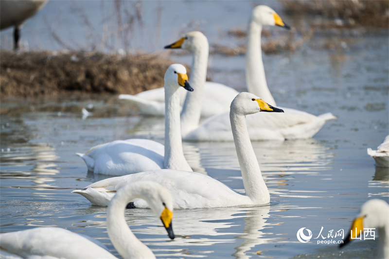 Photo montrant des cygnes nageant tranquillement sur le lac salé de Yuncheng, dans la province du Shanxi (nord de la Chine). (Photo / le Quotidien du Peuple en ligne)