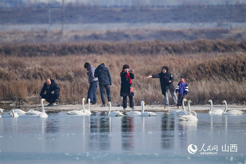 Shanxi : les zones humides du lac salé de Yuncheng, un paradis hivernal pour les oiseaux migrateurs