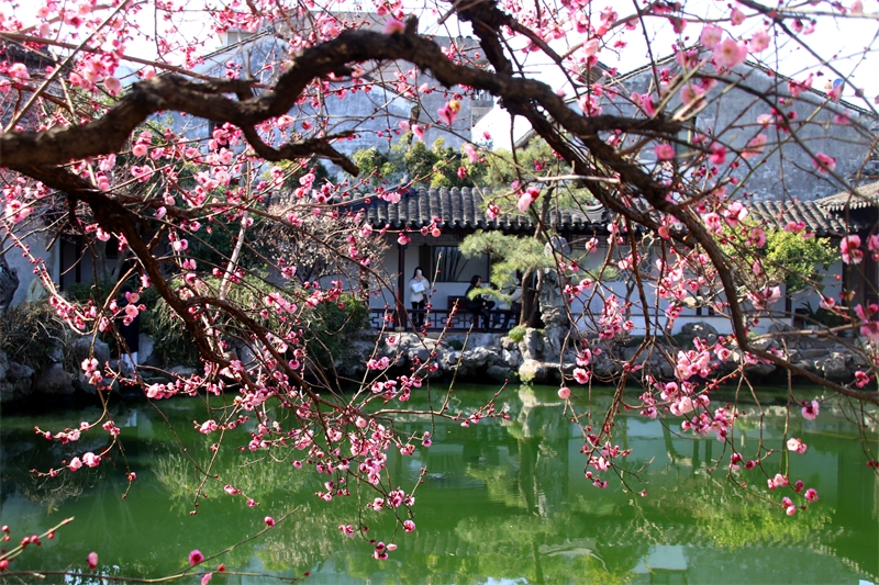 Jiangsu : avec l'arrivée du printemps, les pruniers fleurissent à Suzhou