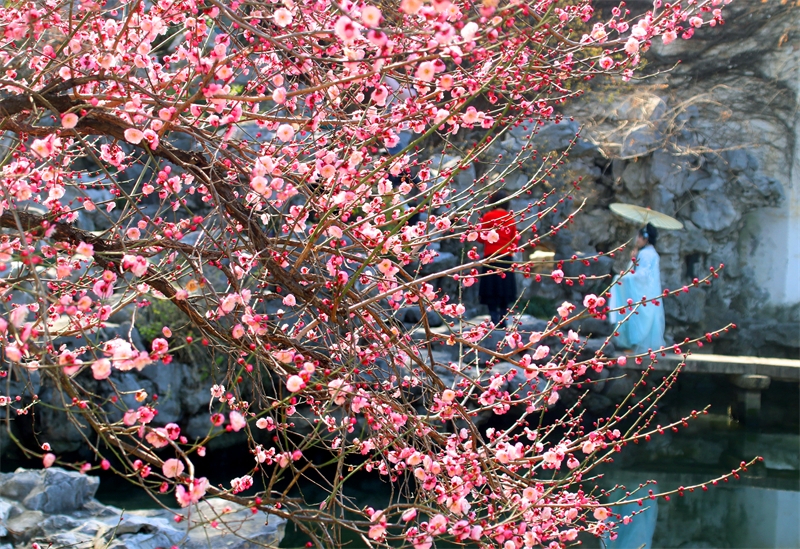 Jiangsu : avec l'arrivée du printemps, les pruniers fleurissent à Suzhou