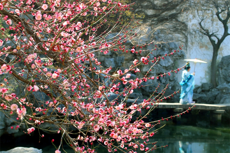 Jiangsu : avec l'arrivée du printemps, les pruniers fleurissent à Suzhou