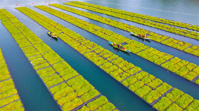 Zhejiang : pendant la saison des pluies, la récolte printanière bat son plein sur les potagers lacustres de Chun'an