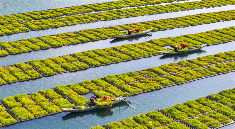 Zhejiang : pendant la saison des pluies, la récolte printanière bat son plein sur les potagers lacustres de Chun'an